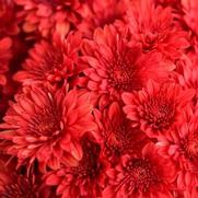 Chrysanthemum Garden Mum 'Cranbury Red' Chrysanthemum Garden Mum 'Cranbury Red'