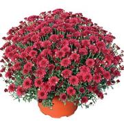 Chrysanthemum Garden Mum 'Patty Pomegranate' Chrysanthemum Garden Mum 'Patty Pomegranate'