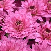 Chrysanthemum Garden Mum 'Temptation Pink' Chrysanthemum Garden Mum 'Temptation Pink'