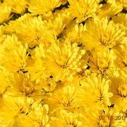 Chrysanthemum Garden Mum 'Yellow Zinger' Chrysanthemum Garden Mum 'Yellow Zinger'