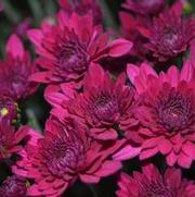 Chrysanthemum Garden Mum 'Majesty Purple' Chrysanthemum Garden Mum 'Majesty Purple'