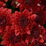 Chrysanthemum Garden Mum 'Majesty Red' Chrysanthemum Garden Mum 'Majesty Red'