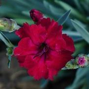 Dianthus hybrid 'Mountain Frost Garnet Red'