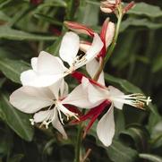 Gaura lindheimeri 'Ballerina Blush' Gaura lindheimeri 'Ballerina Blush'