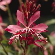 Gaura lindheimeri 'Ballerina Rose' Gaura lindheimeri 'Ballerina Rose'