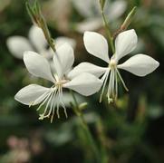 Gaura lindheimeri 'Ballerina White' Gaura lindheimeri 'Ballerina White'