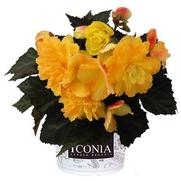 Begonia hybrid 'I'Conia Portofino Citrix'