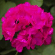 Geranium Interspecific 'Calliope Deep Rose'