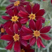 Coreopsis hybrid 'Permathread Red Satin' Coreopsis hybrid 'Permathread Red Satin'