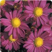 Chrysanthemum Garden Mum 'Amphion Purple' Chrysanthemum Garden Mum 'Amphion Purple'