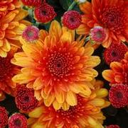 Chrysanthemum Garden Mum 'Autumn Glow' Chrysanthemum Garden Mum 'Autumn Glow'