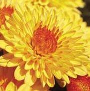 Chrysanthemum Garden Mum 'Cheryl Golden' Chrysanthemum Garden Mum 'Cheryl Golden'
