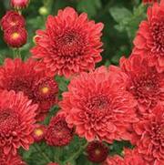 Chrysanthemum Garden Mum 'Cheryl Jolly' Chrysanthemum Garden Mum 'Cheryl Jolly'