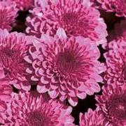 Chrysanthemum Garden Mum 'Cheryl Regal' Chrysanthemum Garden Mum 'Cheryl Regal'