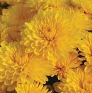 Chrysanthemum Garden Mum 'Cheryl Sparkling' Chrysanthemum Garden Mum 'Cheryl Sparkling'
