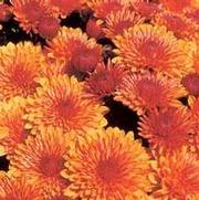 Chrysanthemum Garden Mum 'Cheryl Spicy' Chrysanthemum Garden Mum 'Cheryl Spicy'