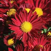 Chrysanthemum Garden Mum 'Edana' Chrysanthemum Garden Mum 'Edana'