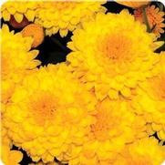 Chrysanthemum Garden Mum 'Gold Rush' Chrysanthemum Garden Mum 'Gold Rush'