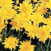 Chrysanthemum Garden Mum 'Goldcrest Yellow' Chrysanthemum Garden Mum 'Goldcrest Yellow'