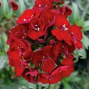 Dianthus barbatus 'Heart Attack' Dianthus barbatus 'Heart Attack'