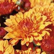Chrysanthemum Garden Mum 'Miranda Orange' Chrysanthemum Garden Mum 'Miranda Orange'