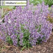 Nepeta faassenii 'Picture Perfect'