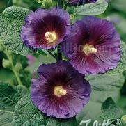 Alcea rosea 'Spotlight Purple Rain'