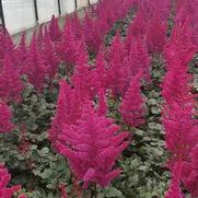 Astilbe chinensis 'Visions Volcano'