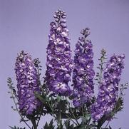 Delphinium elatum 'Magic Fountain Lavender White Bee'