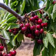 Prunus avium 'Black Pearl'