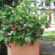 Rubus idaeus 'Brazelberries Raspberry Shortcake' Rubus idaeus 'Brazelberries Raspberry Shortcake'