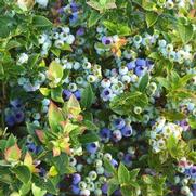 Vaccinium corymbosum 'BrazelBerries Jelly Bean' Vaccinium corymbosum 'BrazelBerries Jelly Bean'