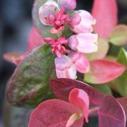 Vaccinium corymbosum 'BrazelBerries Peach Sorbet' Vaccinium corymbosum 'BrazelBerries Peach Sorbet'