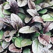 Ajuga reptans 'Bronze Beauty' Ajuga reptans 'Bronze Beauty'