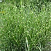 Miscanthus sinensis 'Strictus'