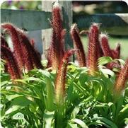 Pennisetum glaucum 'Jade Princess' Pennisetum glaucum 'Jade Princess'