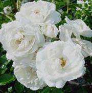 Rosa 'White Dawn'