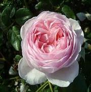 Rosa 'Heritage' Rosa 'Heritage'
