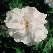 Rosa 'Blanc de Coubert'