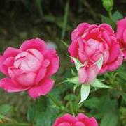 Rosa 'Double Pink Knockout'