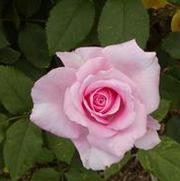 Rosa 'Sweet Surrender' Rosa 'Sweet Surrender'