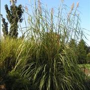 Erianthus ravennae Erianthus ravennae