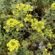 Alyssum saxatile 'Summit' Alyssum saxatile 'Summit'