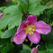 Anemone hupehensis 'Pretty Lady Diane' Anemone hupehensis 'Pretty Lady Diane'