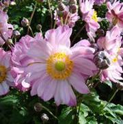 Anemone hupehensis 'Pretty Lady Emily' Anemone hupehensis 'Pretty Lady Emily'