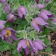 Anemone pulsatilla 'Vulgaris Rubra' Anemone pulsatilla 'Vulgaris Rubra'