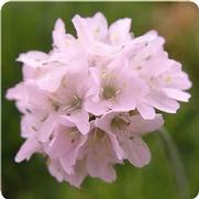 Armeria maritima 'Alba' Armeria maritima 'Alba'