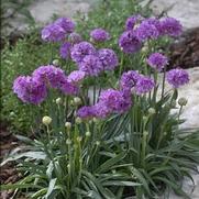 Armeria pseudarmeria 'Ballerina Lilac' Armeria pseudarmeria 'Ballerina Lilac'