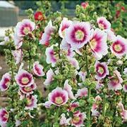 Alcea rosea 'Blush' Alcea rosea 'Blush'