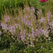 Astilbe chinensis 'Pumila' Astilbe chinensis 'Pumila'
